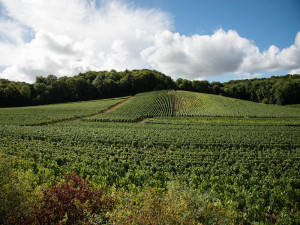 Courants d'Air, CHAMPAGNE CATTIER, CUVÉE CLOS DU MOULIN BRUT PREMIER CRU