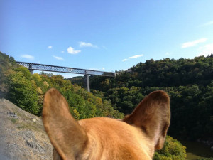 Courants d'Air, LES COMBRAILLES, DESTINATION « DOG-FRIENDLY » POUR DES VACANCES AU POIL 