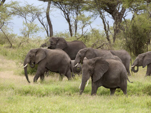 Courants d'Air, A LA RENCONTRE DES BIG FIVE EN TANZANIE