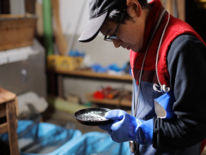 Courants d'Air, LE RIZ OMACHI, L'INGRÉDIENT PHARE DES SAKÉ DE TOUT LE JAPON