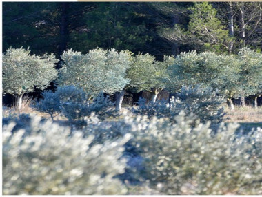 Courants d'Air, L'HUILE D'OLIVE, L'OR VERT DE LA COSMETIQUE