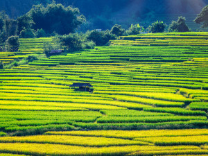 Courants d'Air, LA THAILANDE, UN PAYS TENDANCE ET ACCUEILLANT 