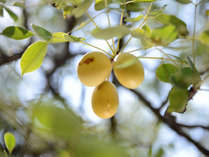 Courants d'Air, AMARULA LA CREME DE LIQUEUR STAR DE L'AFRIQUE