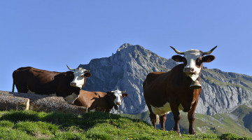 LA VALLÉE D'ABONDANCE, LA CULTURE DU GOÛT