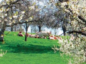 Courants d'Air, CARNET GOURMAND EN BOURGOGNE-FRANCHE-COMTÉ