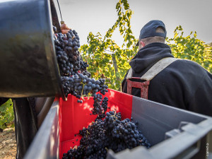 Courants d'Air, SAINT-POURÇAIN, LE VIN QUI COULE DE SOURCE