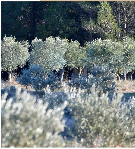 L'HUILE D'OLIVE, L'OR VERT DE LA COSMETIQUE