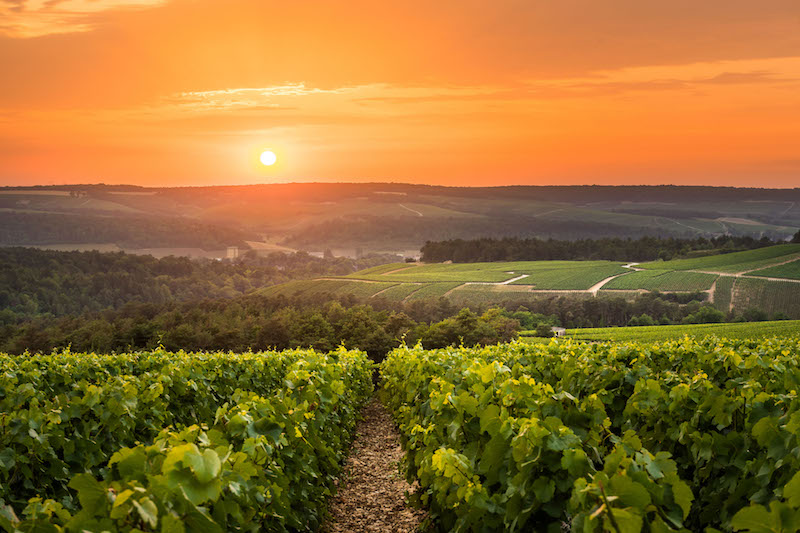 LA PREMIERE CUVEE CLOS ROCHER CHAMPAGNE GREMILLET S'INVITE AUX TABLES DE FIN D'ANNEE