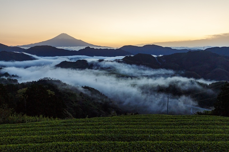 SURUGA, BERCEAU DU THÉ AU JAPON