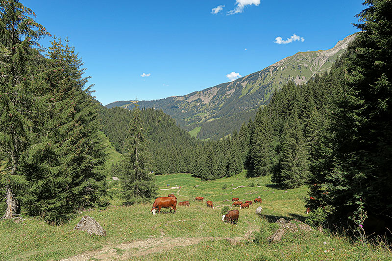 LA VALLÉE D'ABONDANCE, LA CULTURE DU GOÛT