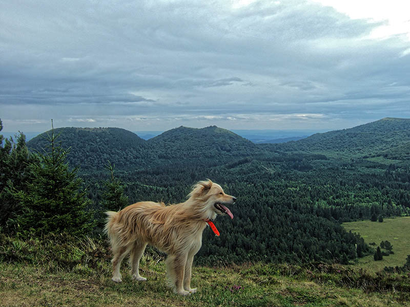 LES COMBRAILLES, DESTINATION « DOG-FRIENDLY » POUR DES VACANCES AU POIL 