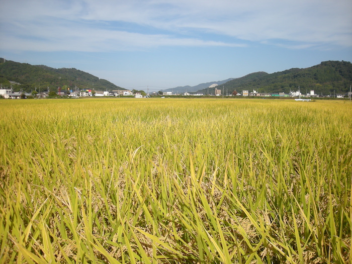 LE RIZ OMACHI, L'INGRÉDIENT PHARE DES SAKÉ DE TOUT LE JAPON