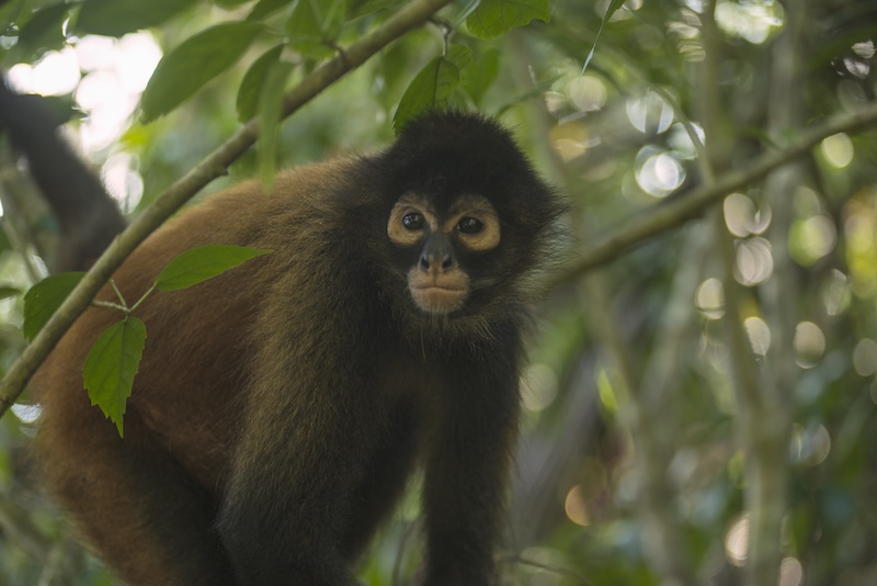 Courants d'Air, &laquo;&nbsp;R&Eacute;V&Eacute;LEZ VOS SENS&nbsp;&raquo; LA NOUVELLE CAMPAGNE INSTITUTIONNELLE DU COSTA RICA