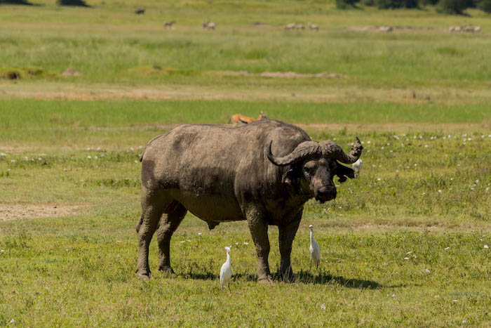 A LA RENCONTRE DES BIG FIVE EN TANZANIE