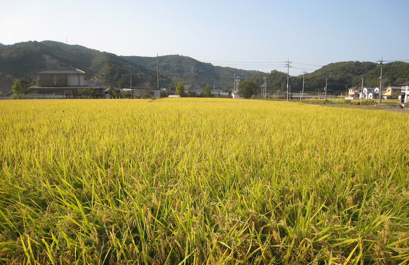 LE JAPON ROUVRE SES FRONTIERES DÈS LE 11 OCTOBRE !