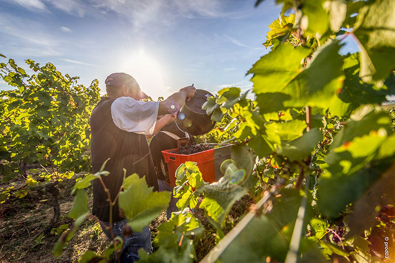 SAINT-POURÇAIN, LE VIN QUI COULE DE SOURCE