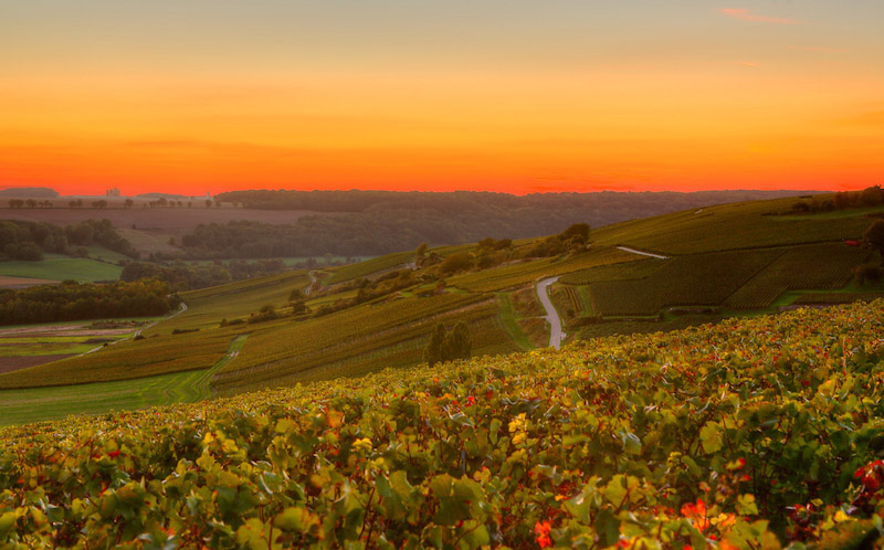 LE CHAMPAGNE BLANC DE BLANCS NON DOSÉ DE PIERRE MIGNON : UNE CUVÉE SI PRÉCIEUSE 