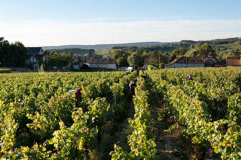 A LA DECOUVERTE DU MERCUREY 2018, DOMAINE LEVERT-BARAULT 