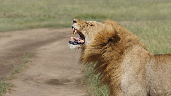 A LA RENCONTRE DES BIG FIVE EN TANZANIE