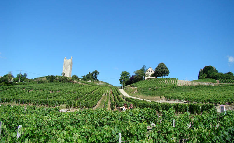 LA ROUTE DES VIGNOBLES ALPINS EN SAVOIE MONT BLANC