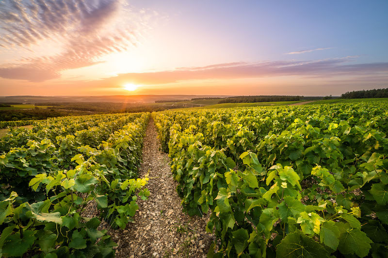 LE CHAMPAGNE GREMILLET REGORGE D'IDEES POUR EMERVEILLER LES MAMANS LE 30 MAI PROCHAIN ! 