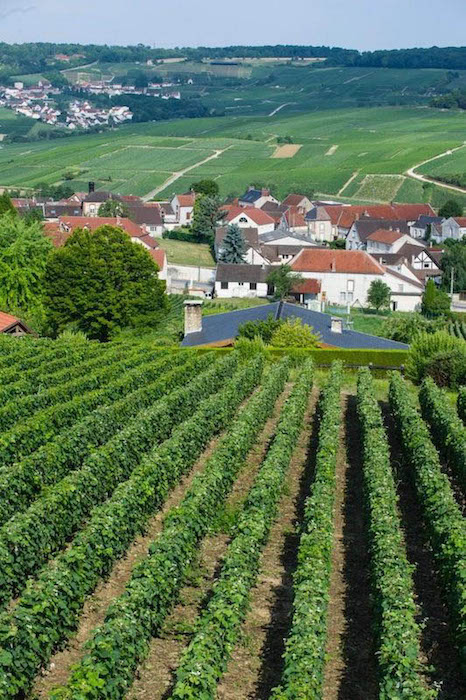 LES CHAMPAGNES DE VIGNERON DE LA MAISON TRIBAUT-SCHLOESSER