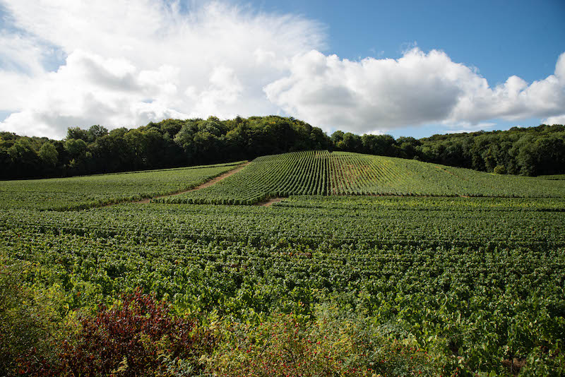 CHAMPAGNE CATTIER, CUVÉE CLOS DU MOULIN BRUT PREMIER CRU