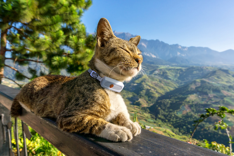 PARTEZ EN VACANCES AVEC OU SANS VOTRE ANIMAL ?