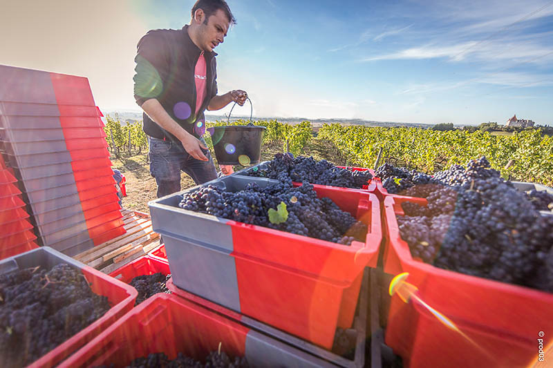 SAINT-POURÇAIN, LE VIN QUI COULE DE SOURCE