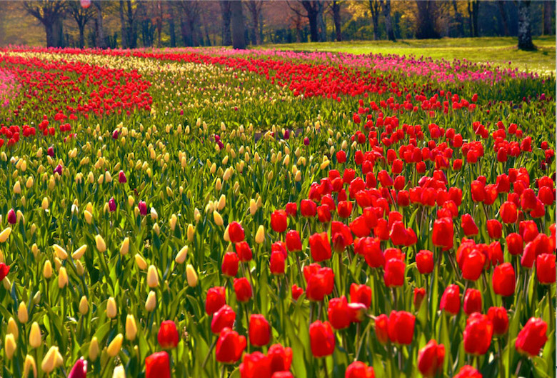 À CHEVERNY UN DEMI-MILLION DE TULIPES POUR UN ANNIVERSAIRE 