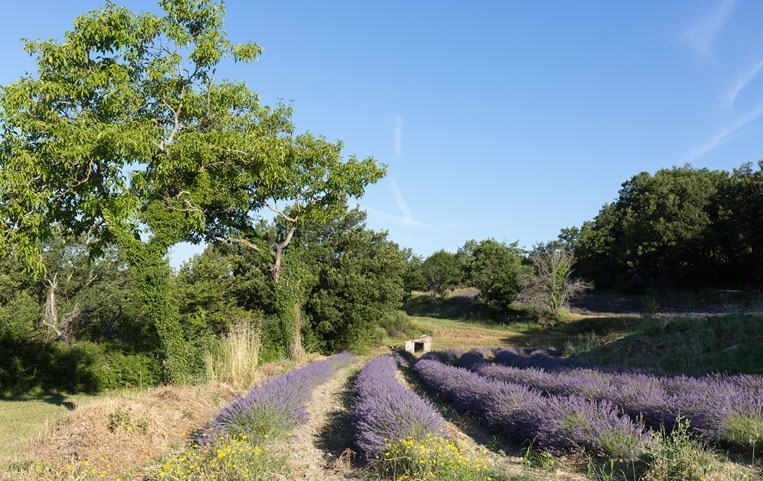 LAISSEZ-VOUS ENIVRER PAR LES FRAGRANCES DE LAVANDE EN DRÔME PROVENÇALE