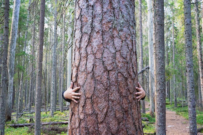 LA REGION DE JYVASKYLA EN FINLANDE N'A PAS QU'UN SEUL PARC NATIONAL, MAIS QUATRE !