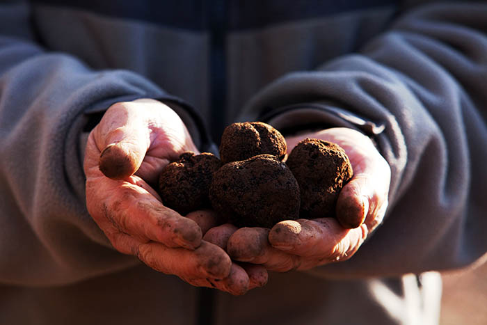 L'ÉCOMUSÉE DE LA TRUFFE PRÈS DE PÉRIGUEUX