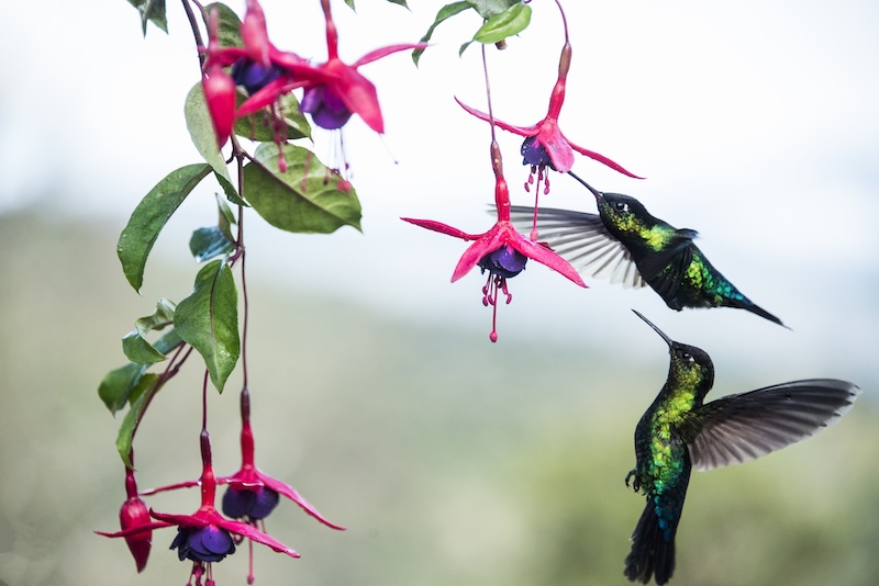 Courants d'Air, &laquo;&nbsp;R&Eacute;V&Eacute;LEZ VOS SENS&nbsp;&raquo; LA NOUVELLE CAMPAGNE INSTITUTIONNELLE DU COSTA RICA