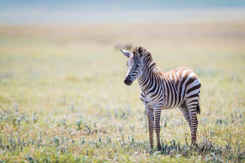 VOYAGE AU CŒUR DU NGORONGORO EN TANZANIE