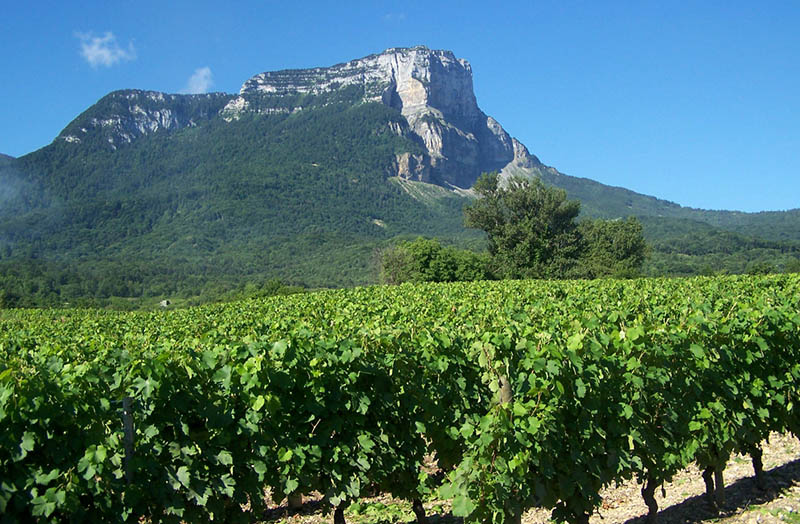 LA ROUTE DES VIGNOBLES ALPINS EN SAVOIE MONT BLANC