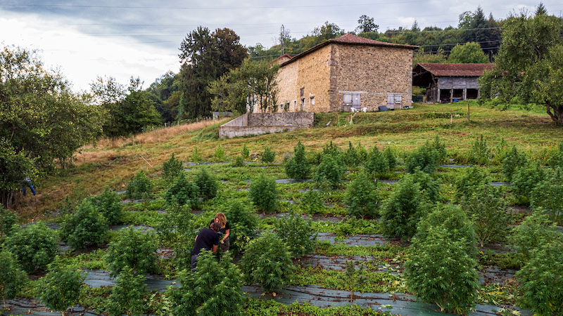 TERRA SUDORIS, TESTEZ LE CBD BIO DIRECTEMENT DU PRODUCTEUR AU CONSOMMATEUR