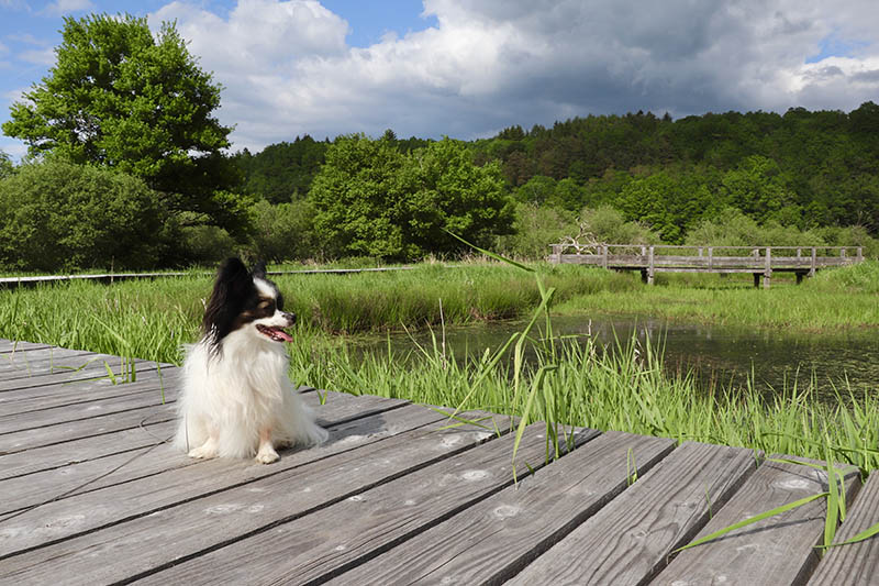 LES COMBRAILLES, DESTINATION « DOG-FRIENDLY » POUR DES VACANCES AU POIL 