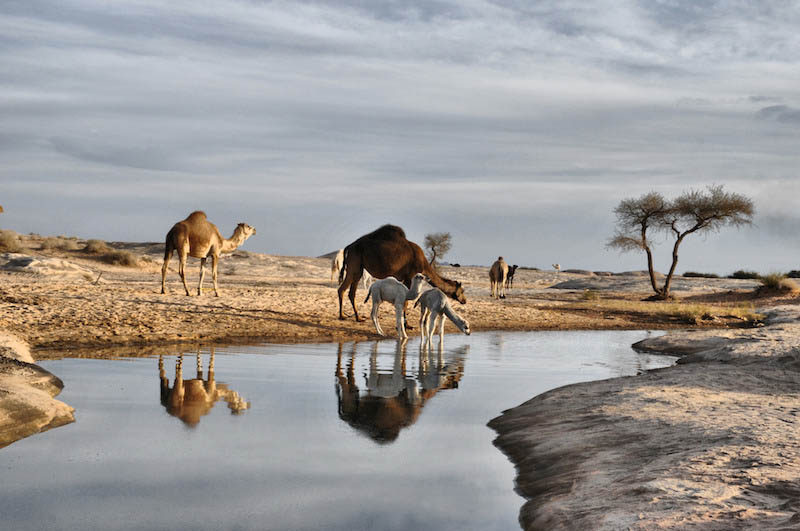 DECOUVREZ LA MAGIE D'ALULA, L'OASIS AUX 7000 ANS D'HISTOIRE