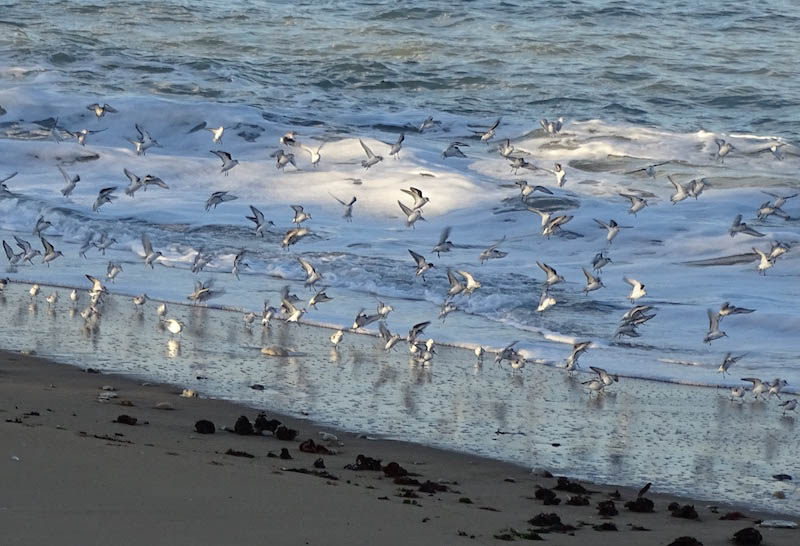 SE RESSOURCER, AU BORD DE L'OCEAN, SUR L'ILE D'OLERON